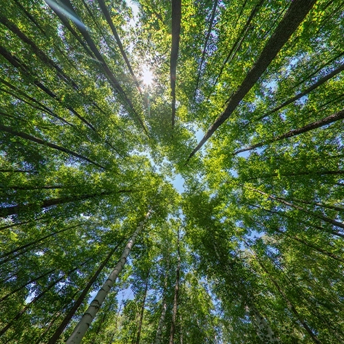 image looking to the sky through trees